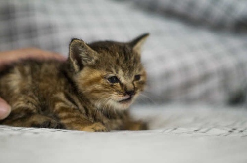 领养小猫最新步骤指南，从申请到领养全攻略